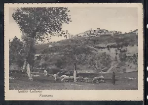 Cartolina Gualdo Cattaneo Panorama PECORE L152 - Picture 1 of 1