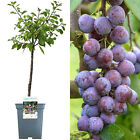 Patio Fruit Tree Collection | Various Fruits | Ideal for Small Gardens  | 2-3ft