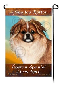 A Spoiled Rotten Fawn and White Tibetan Spaniel Lives Here - Picture 1 of 1