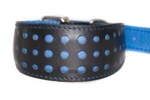 Luxury Lurcher Black Leather Dog Collar with Blue Dots. Soft, Padded and Lined