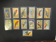 1910 T42  Piedmont Birds White Boarder American Tobacco Company Cigarette Cards