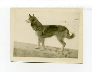 Perro de alerta en la nieve, arnés, tal vez un Husky, huellas de patas, foto pequeña de colección - Imagen 1 de 2
