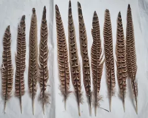 20 Natural Hen Pheasant Feathers for Costume,Hats and Christmas. decorations. - Picture 1 of 3