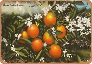 METAL SIGN - Florida Postcard - Golden Florida oranges 1 - Picture 1 of 2