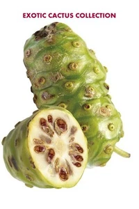 Morinda citrifolia NONI Käse exotische Früchte BIO MEDIZIN Kräutersamen 25 Samen - Bild 1 von 1
