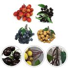 Artificial Fruit Set Longan Lychee Blueberry Cherries Eco Friendly Material