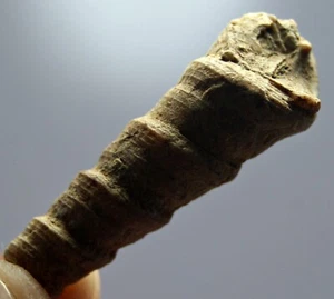 Crinoidea Fossil Crinoid Ammonites Fossil Well Nature Preserved Crinoid Fossil - Picture 1 of 8