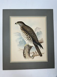 Wilson & Evans Hawaii - Hawaiian Hawk Buteo Solitarius Antique Hand Colored - Picture 1 of 15