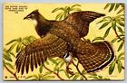 Ruffed Grouse, Pennsylvania State Game Bird Vintage Postcard
