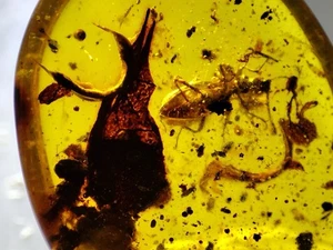 Fossil amber Insect Burmese burmite Cretaceous insect Myanmar - Picture 1 of 5