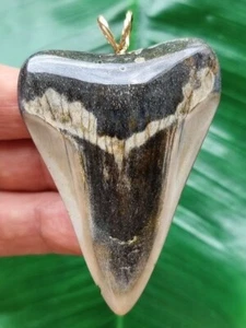 Dente lucido del megalodonte alto 6,3 cm come ciondolo - dente di squalo - Foto 1 di 7
