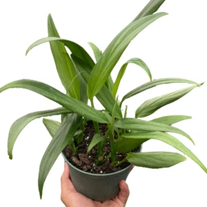 Pothos 'Silver Streak' - Picture 1 of 4