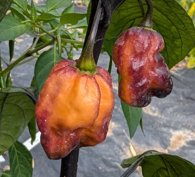 Black Panther Pepper Seeds – Superhot Ghost x Neyde Hybrid – Rare, Dark Foliage - Image 1 of 4