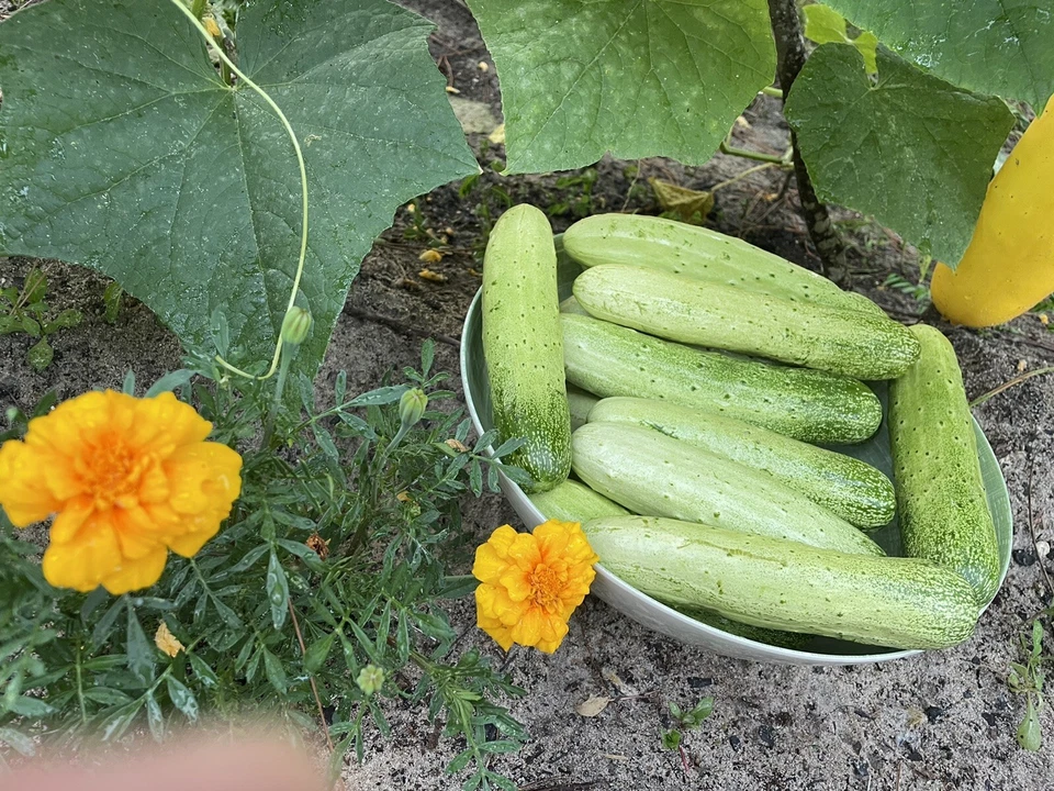 20 organic Asian White /Green Sweet Crisp Cucumber seeds (2025 summer) 新鲜水果黄瓜种子 - Image 1 of 4