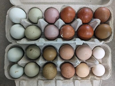3 - Fresh and Fertilized Barnyard Mix Rainbow Assortment Chicken Hatching Eggs!