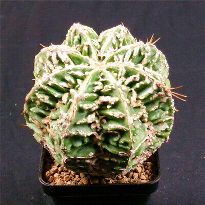 Astrophytum Myriostigma Fukuryu Rare Cactus Cacti 7858 • 18.86€