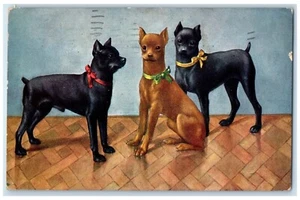 1910 Chihuahua Hunde Welpen Tiere Winnipeg Manitoba Kanada antike Postkarte - Bild 1 von 2