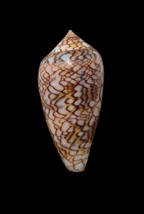Muschel CONUS ARCHIEPISCOPUS Madagaskar 41,1mm - Bild 1 von 4