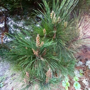 Pino carrasco ( pinus halepensis ) 100 Semillas - seeds aptas para bonsai - Imagen 1 de 3