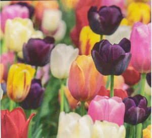 TULIP BULBS Mixed Colours 12 x BULBS FREE SHIP in Australia - Picture 1 of 2