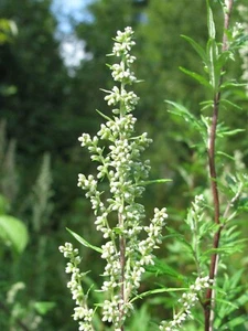 KZ 2067XZ Artemisia vulgaris artemisia erbe semi pezzo 30 - Foto 1 di 1