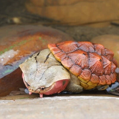 Animal Cuerpo Celestial Tortuga Matamata Chelus fimbriata Estatua Foto 1 de 4