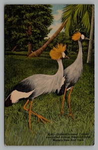 Postal Grúas Coronadas Doradas Balearica regulorum o Grúas Coronadas Grises - Imagen 1 de 2