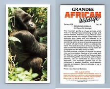 Mountain Gorilla #30 Grandee African Wildlife 1990 Cigarette Card