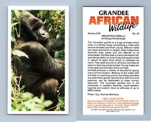 Mountain Gorilla #30 Grandee African Wildlife 1990 Cigarette Card