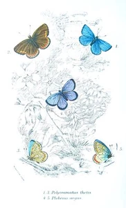 Mariposas POLYOMMATUS THETIS Y PLEBEYO ARGUS estampado victoriano original c1896 - Imagen 1 de 2