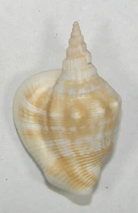 STROMBUS PLICATA SIBBALDI 38.35mm SUPER CHOICE RARE XXL SPECIMEN Madras, India - Picture 1 of 2