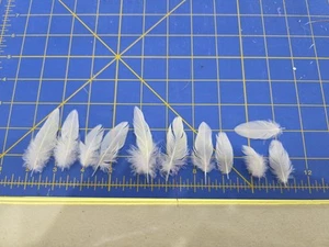 Y70 Lote De 11 Plumas Cola Ventilación Cacatúa Doméstica Criadas Cautivas Amarillo Blanco - Imagen 1 de 1