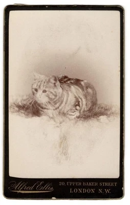 Foto CDV antigua c1890 - Hermoso primer plano TABBY CAT - Ellis Londres Inglaterra Foto 1 de 2