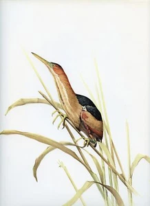 J F Lansdowne MENOS AMARGO ilustración de pájaro salvaje 1968 impresión de pájaro vintage - Imagen 1 de 4