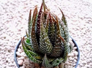 Aloe x haworthia papillosa - Aloe ibrida (Vaso 12 cm) - cm - Imagen 1 de 2