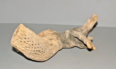 Esqueleto de cactus Cholla madera del desierto de 3" a 4" de diámetro con raíces Foto 1 de 3