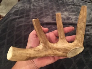 Huge COLOSSAL JUMBO CHEWS Whole Deer Antler Dog Chew SALE  #1 GRADE Massive XXXL - Picture 1 of 4