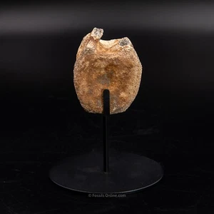 Edmontosaurus Vetrebra - Wyoming 3320 - Picture 1 of 6