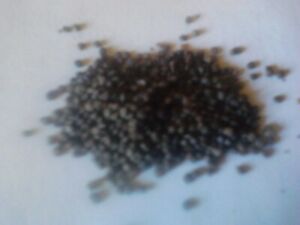 Atropa Belladonna (Deadly Nightshade) 50 seeds