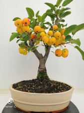 Bonsai di Melo h. 43 cm Visita il mio negozio!