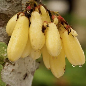 Fruta híbrida Bilimbi (dorada, planta de plántula) 1 planta de raíz desnuda - Imagen 1 de 2