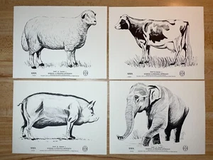 4 Vtg Cow Pig Sheep Poster Science School Home Wall Decor 1967 Black White Xerox - Picture 1 of 8