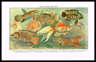 Aquarium Fishes, Siamese Fighting Fish, Dwarf Gourami, Antique Print Meyers 1925