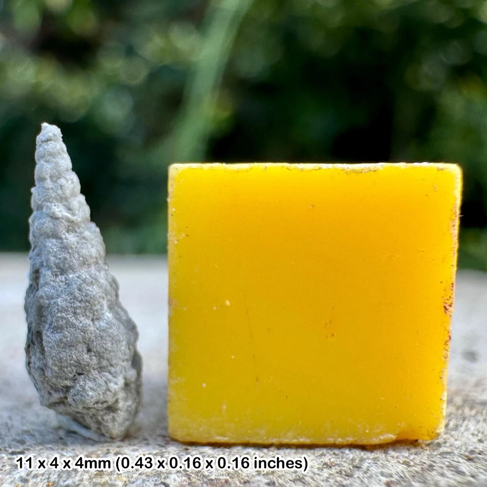 Rare jurassic micro gastropod fossil - cryptaulax, oxford clay, oxfordshire, uk - Image 1 of 1