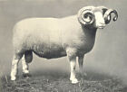 SCHAFE. Dorset Shearling Ram, Gewinner des 1. Preises bei RASE. Show, 1908 1912
