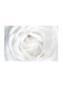 White Flower Poster Print Furniture Camera Wall Print Poster Flowers Nature Art - Picture 1 of 17