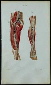 1852 - Tavola Anatomia Angéiologie: Vasi e Linfonodi Di La Gamba - Picture 1 of 3