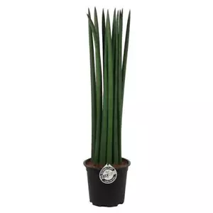 Sansevieria Cylindrica dritta canapa ad arco lingua da suocera migliore aria ambiente - Foto 1 di 14