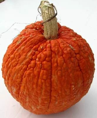Pumpkin VICTOR-Pumpkin Seeds-TERRIFIC OLD-TIME SHOW CHAMPION-Min 12 SEEDS. - image 1 of 3