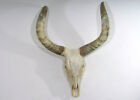 Longhorn Echter xx lge Rinderschdel mit Hrnern 84 x 104 cm Zebu Watussi Skull